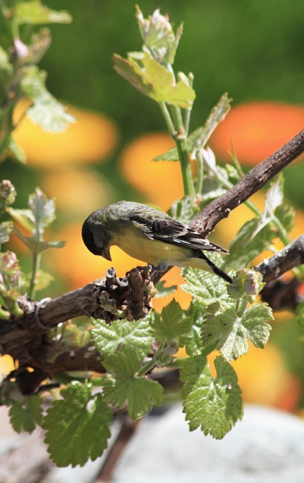StrawBirdie